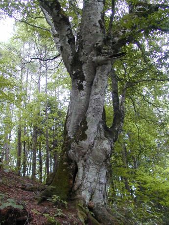 ブナの木大王