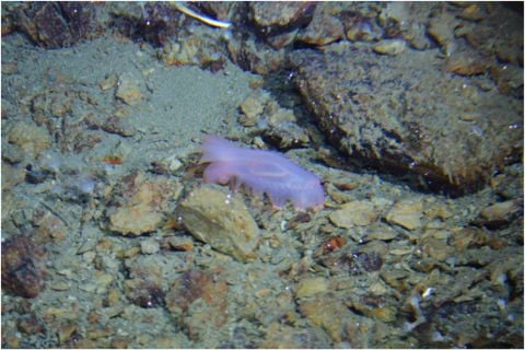 �L�����E�V�i�}�R(C)JAMSTEC