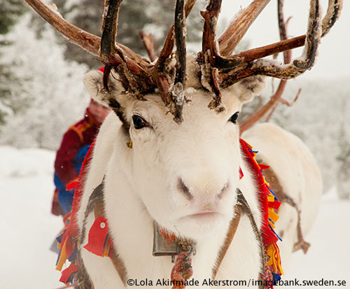 white reindeer