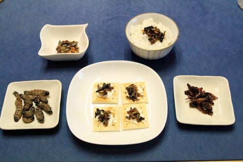 昆虫食